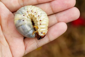 Ciclo de vida del gusano barrenador del ganado, una plaga que afecta al tejido vivo de animales y puede causar pérdidas económicas.