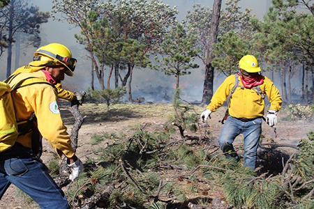 La Conafor reporta incendios forestales activos en Bocoyna y Balleza, Chihuahua, con brigadistas trabajando para su control y liquidación.