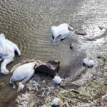 Autoridades de Nuevo Casas Grandes investigan la muerte de aves migratorias en la Laguna Fierro y recomiendan a la población no acercarse al área hasta determinar las causas y posibles riesgos para la salud humana.