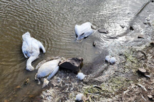 Autoridades de Nuevo Casas Grandes investigan la muerte de aves migratorias en la Laguna Fierro y recomiendan a la población no acercarse al área hasta determinar las causas y posibles riesgos para la salud humana.