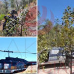 Autoridades federales y estatales realizan operativos en la sierra de Casas Grandes y Ciudad Madera tras enfrentamientos en La Norteña.