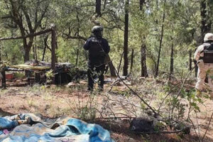 Operativo conjunto en Madera localiza y destruye un campamento utilizado por una célula criminal. Autoridades refuerzan patrullajes en la región.