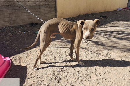 Perro en situación de abandono es asegurado en Nuevo Casas Grandes; ya tiene adoptantes responsables gracias a Tanda Perrona.