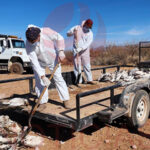 Aves muertas en la Laguna Fierro representan un riesgo de salud. Se han encontrado más de 2000 gansos muertos, y las autoridades advierten que no son aptos para consumo y pueden contagiar virus.