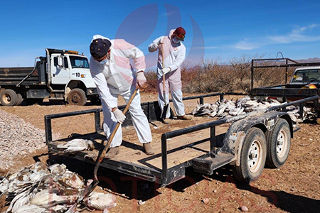 Aves muertas en la Laguna Fierro representan un riesgo de salud. Se han encontrado más de 2000 gansos muertos, y las autoridades advierten que no son aptos para consumo y pueden contagiar virus.