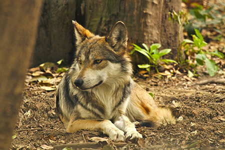 La CONANP avanza en la conservación del lobo mexicano en Madera y Janos. Logros como camadas en libertad enfrentan retos como la caza y la resistencia de productores ganaderos.