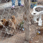 Maltrato animal en NCG: autoridades realizan visitas y sancionan a dueños irresponsables. Las denuncias pueden presentarse en la Dirección de Ecología, ubicada en la Presidencia Municipal.