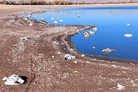 Las autoridades confirmaron un brote de gripe aviar en la Laguna Fierro, Nuevo Casas Grandes. Se ha emitido una alerta sanitaria para evitar el contacto con aves afectadas y prevenir contagios.