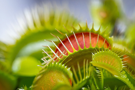 Aprende sobre las plantas carnívoras, especies fascinantes que cazan insectos y otros organismos para sobrevivir en suelos pobres. Descubre sus tipos de trampas y ejemplos como la Venus atrapamoscas.