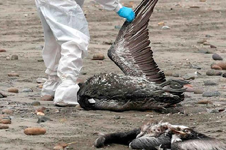 El Gobierno de Nuevo Casas Grandes exhorta a la población a no ingresar a la Laguna Fierro debido a la presencia de aves migratorias con Influenza Aviar. Se recomienda evitar el contacto con animales enfermos.