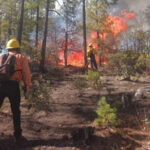 Dos incendios forestales en Chihuahua han consumido 80 hectáreas. Brigadistas avanzan en el combate del fuego en Guachochi y Balleza, mientras otro incendio en Morelos fue liquidado.