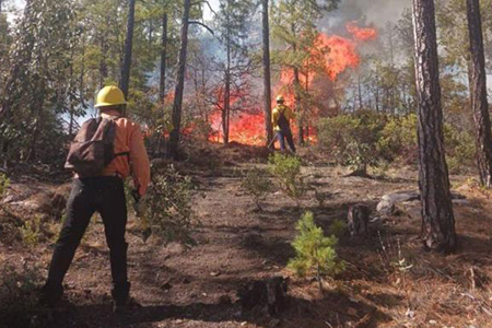 Dos incendios forestales en Chihuahua han consumido 80 hectáreas. Brigadistas avanzan en el combate del fuego en Guachochi y Balleza, mientras otro incendio en Morelos fue liquidado.