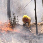 Chihuahua registra cinco incendios forestales activos en Guachochi, Guadalupe y Calvo, y Balleza. Brigadistas trabajan en su control.