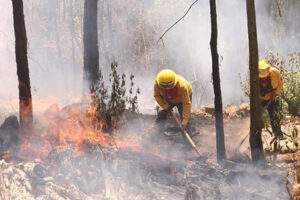 Chihuahua registra cinco incendios forestales activos en Guachochi, Guadalupe y Calvo, y Balleza. Brigadistas trabajan en su control.