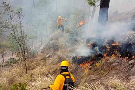 Más de 70 combatientes trabajan en sofocar cuatro incendios forestales en Chihuahua, afectando 156 hectáreas en Guadalupe, Calvo, Guachochi y Bocoyna.