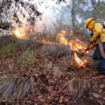 Conafor reporta dos incendios forestales activos en Chihuahua. Brigadistas trabajan en Guadalupe y Calvo y en Urique para sofocar el fuego. Conoce el avance del control y liquidación de las llamas.