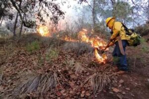 Conafor reporta dos incendios forestales activos en Chihuahua. Brigadistas trabajan en Guadalupe y Calvo y en Urique para sofocar el fuego. Conoce el avance del control y liquidación de las llamas.