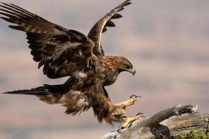 El águila real mexicana, símbolo patrio, está en peligro de extinción. Con menos de 150 nidos, su conservación es un desafío urgente para México.