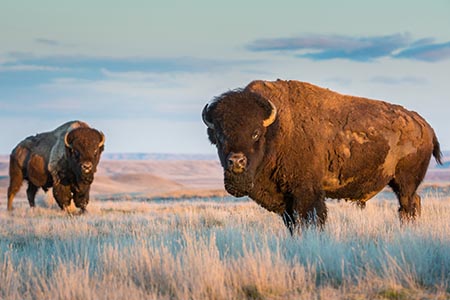 Los bisontes americanos regresan a las planicies del norte de México después de un siglo. Un logro de más de 30 años de conservación en la Reserva de Janos, Chihuahua.