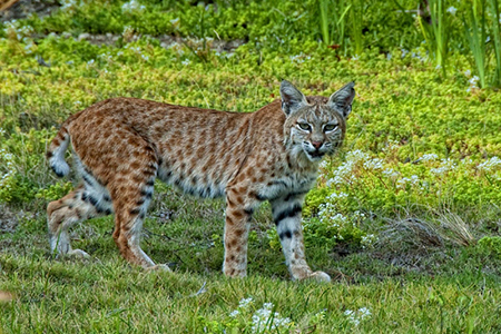 En Campo Verde y el Santuario de la Cotorra Serrana, Chihuahua, se han identificado cuatro especies de felinos. Su presencia plantea desafíos para los ganaderos, quienes enfrentan pérdidas de ganado.