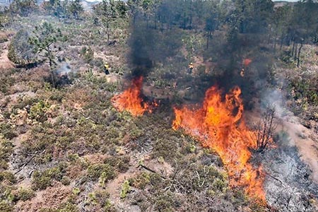 Dos incendios forestales activos afectan a Chihuahua: uno en Casas Grandes, con 87 hectáreas devastadas, y otro en Moris, con cinco hectáreas afectadas. Autoridades trabajan para controlar ambos siniestros.