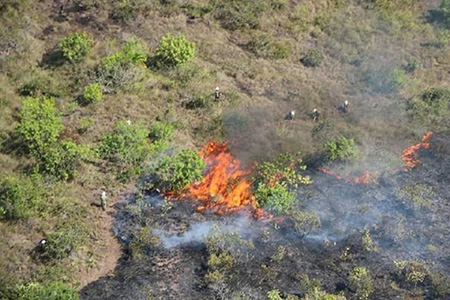 Liquidan incendio forestal en Casas Grandes tras afectar 117 hectáreas. Dos incendios activos permanecen en Chihuahua, en Moris y Ocampo, mientras brigadistas trabajan para controlar los siniestros.