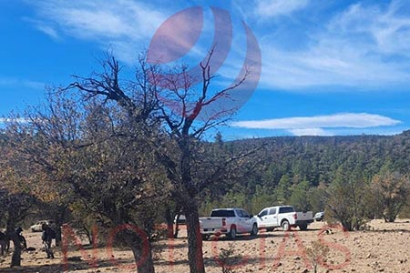 Autoridades hallaron 20 posibles fosas clandestinas en la sierra de Casas Grandes. La Fiscalía de Chihuahua continúa con la búsqueda de desaparecidos en la zona desde el 15 de enero.