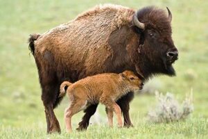 Los bisontes americanos regresan a México tras un siglo de ausencia, gracias a esfuerzos de conservación en la Reserva de Janos, Chihuahua.