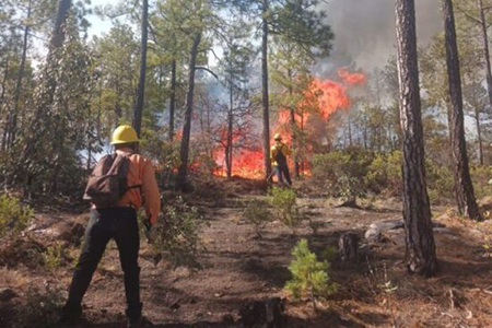 Chihuahua reduce número de incendios forestales activos. Conafor reporta 8 siniestros activos y 2 liquidados, con 364 brigadistas trabajando.