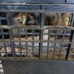 Nuevo Casas Grandes entrega transportadoras al Centro de Control Animal para mejorar las campañas de esterilización.
