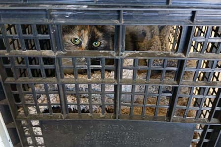 Nuevo Casas Grandes entrega transportadoras al Centro de Control Animal para mejorar las campañas de esterilización.