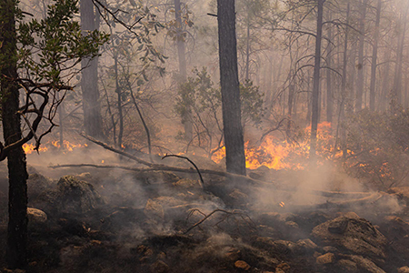 El Gobierno de Chihuahua exhorta a la población a prevenir incendios forestales con medidas sencillas. Conoce las recomendaciones.