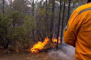 Un total de 124 brigadistas trabajan en Ciudad Madera, Chihuahua, para controlar los incendios forestales activos. Colaboran autoridades estatales, federales y la comunidad local. Conoce cómo se protegen los bosques y las familias de la región.