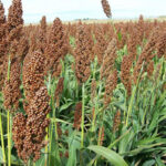 La Secretaría de Desarrollo Rural de Chihuahua abrió una convocatoria para otorgar subsidios a productores agrícolas, con apoyos de hasta 450 pesos por hectárea para comprar semilla de sorgo.